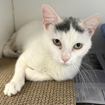 Enlarge Gwen, a Adoptable Domestic Short Hair in Norwalk, CT image 2/5
