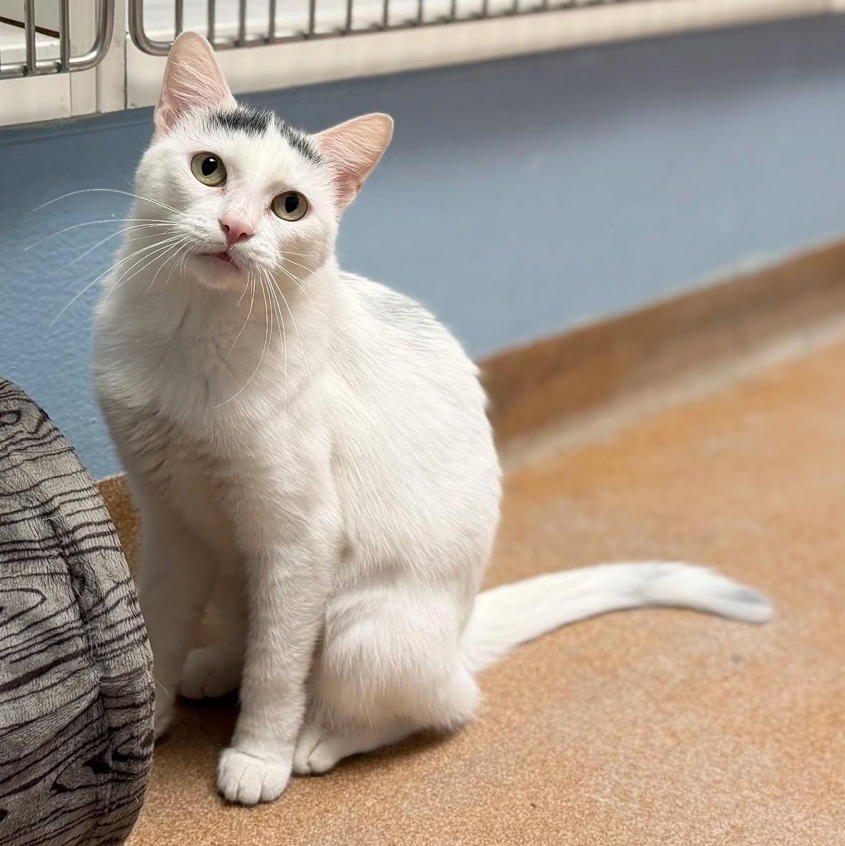 Enlarge Gwen, a Adoptable Domestic Short Hair in Norwalk, CT image 5/5