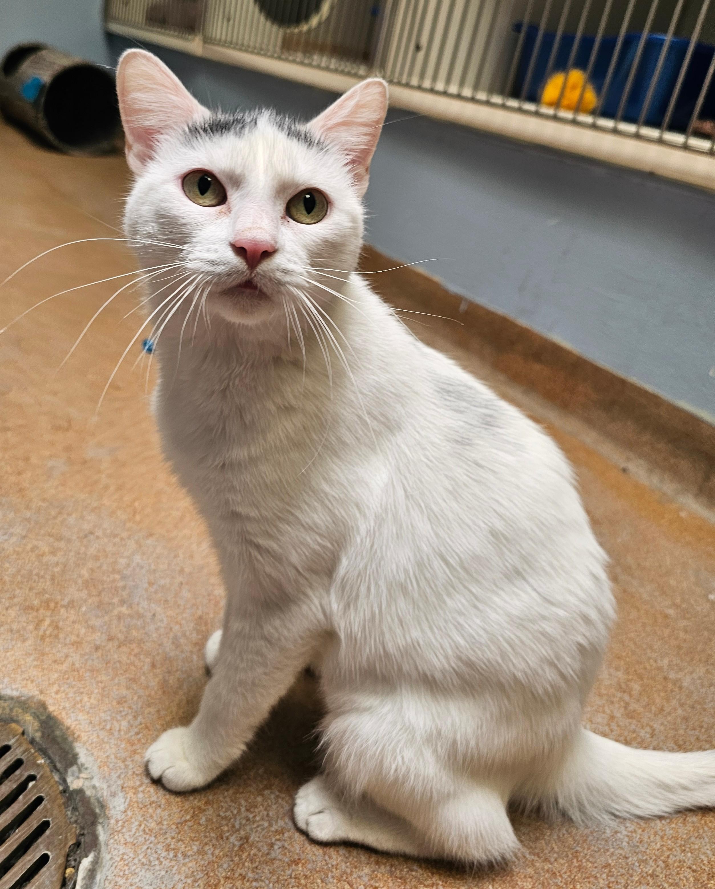 Enlarge Gwen, a Adoptable Domestic Short Hair in Norwalk, CT image 1/5