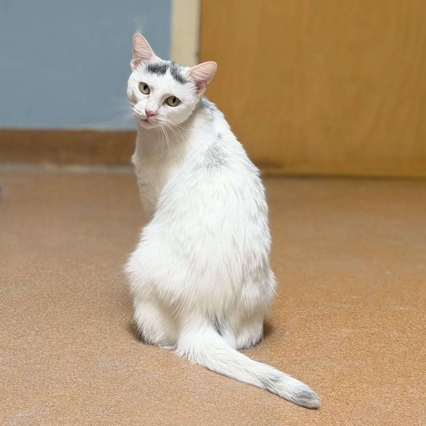Enlarge Gwen, a Adoptable Domestic Short Hair in Norwalk, CT image 3/5