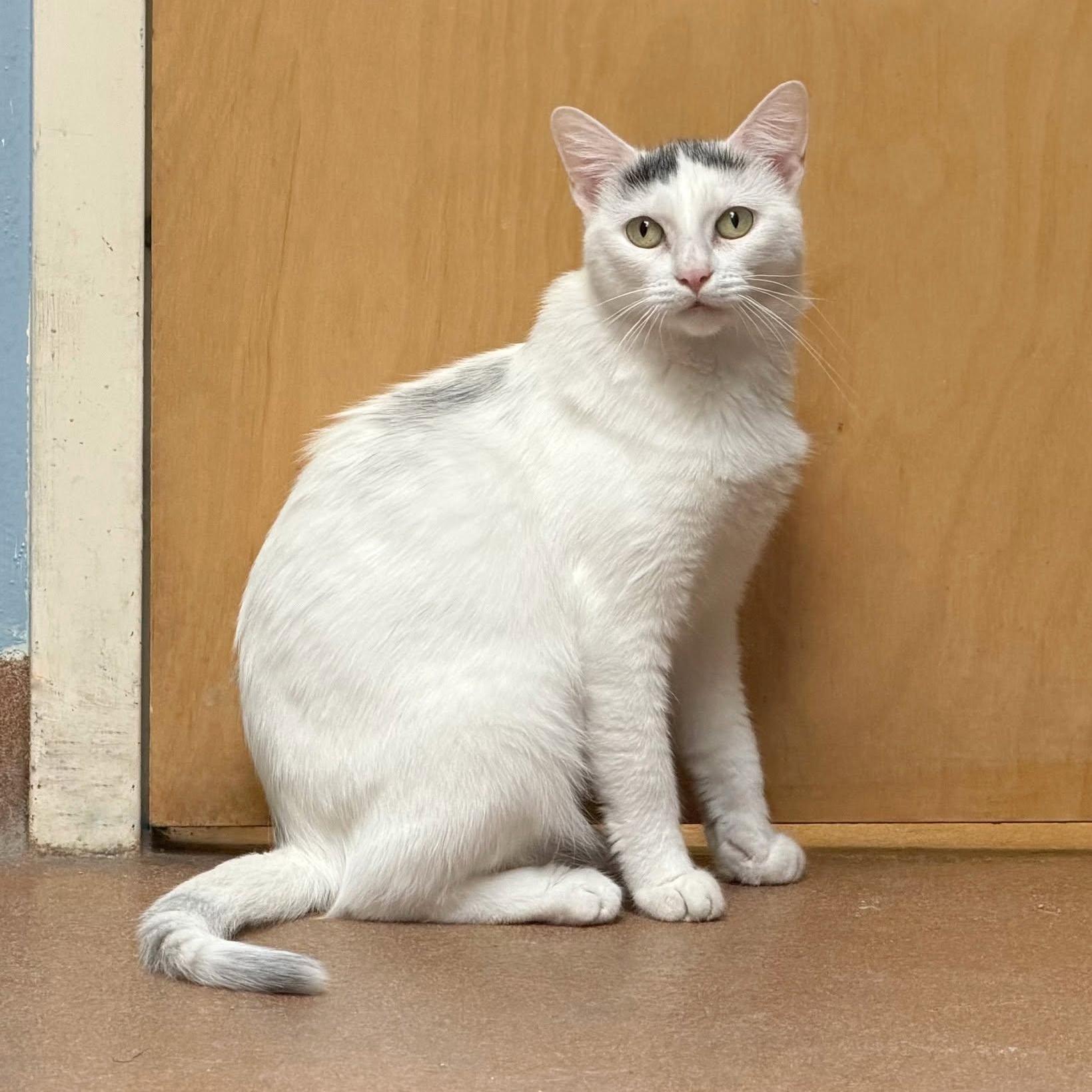 Enlarge Gwen, a Adoptable Domestic Short Hair in Norwalk, CT image 4/5