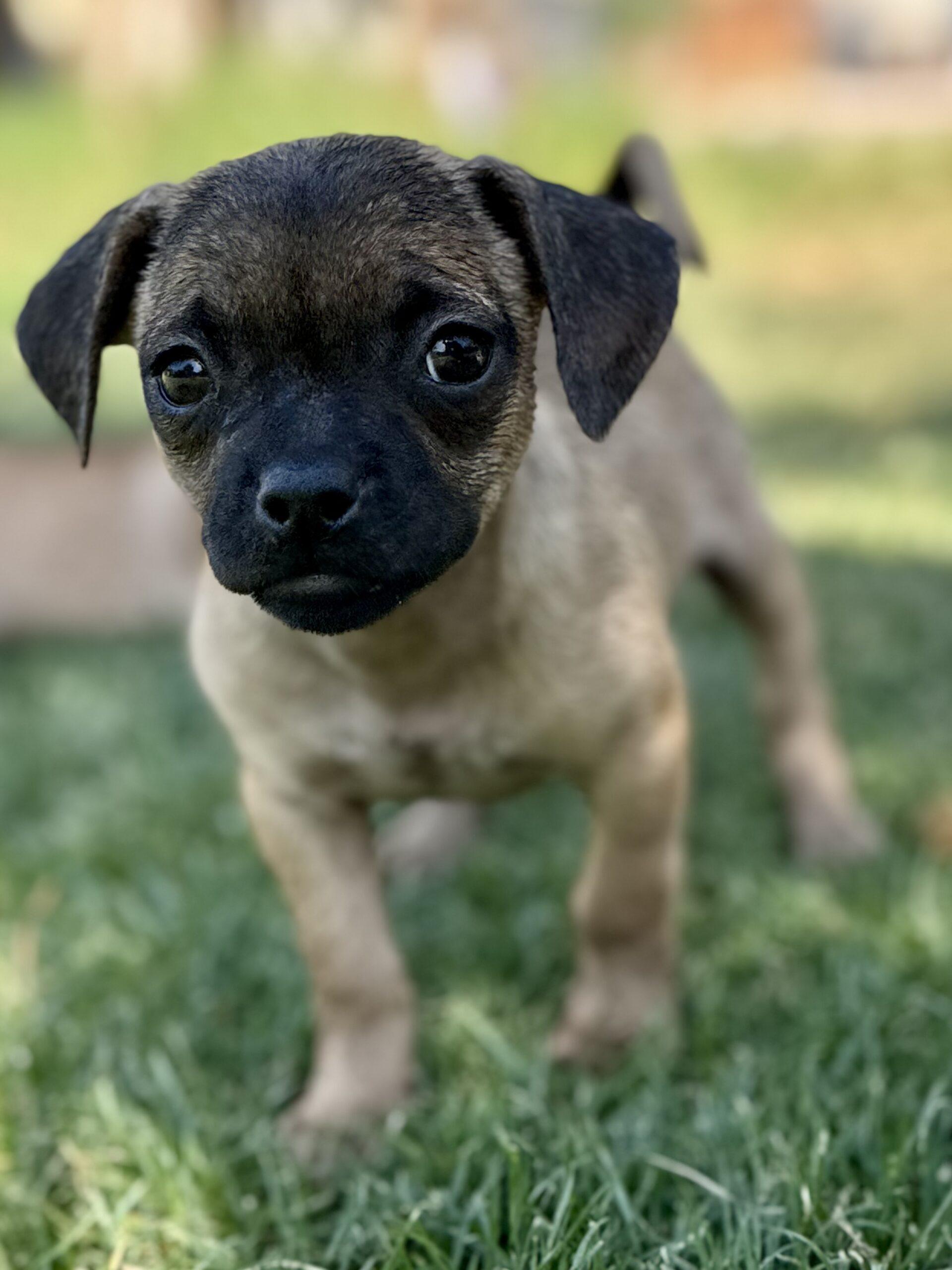 Poppy, Adoptable, Puppy Male Pug & Mixed Breed.
