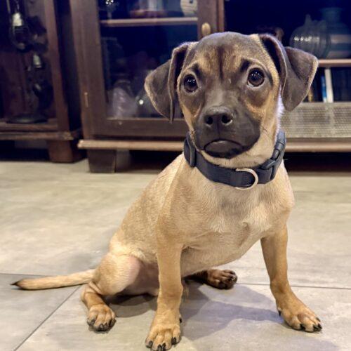 Enlarge Nugget, a Adoptable mixed breed in Coachella, CA image 1/3