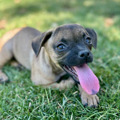 Enlarge Poppy, a Adoptable mixed breed in Coachella, CA image 2/3