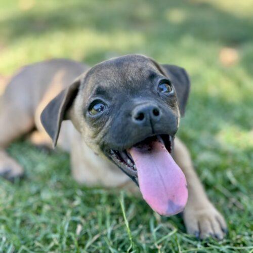 Enlarge Poppy, a Adoptable mixed breed in Coachella, CA image 3/3