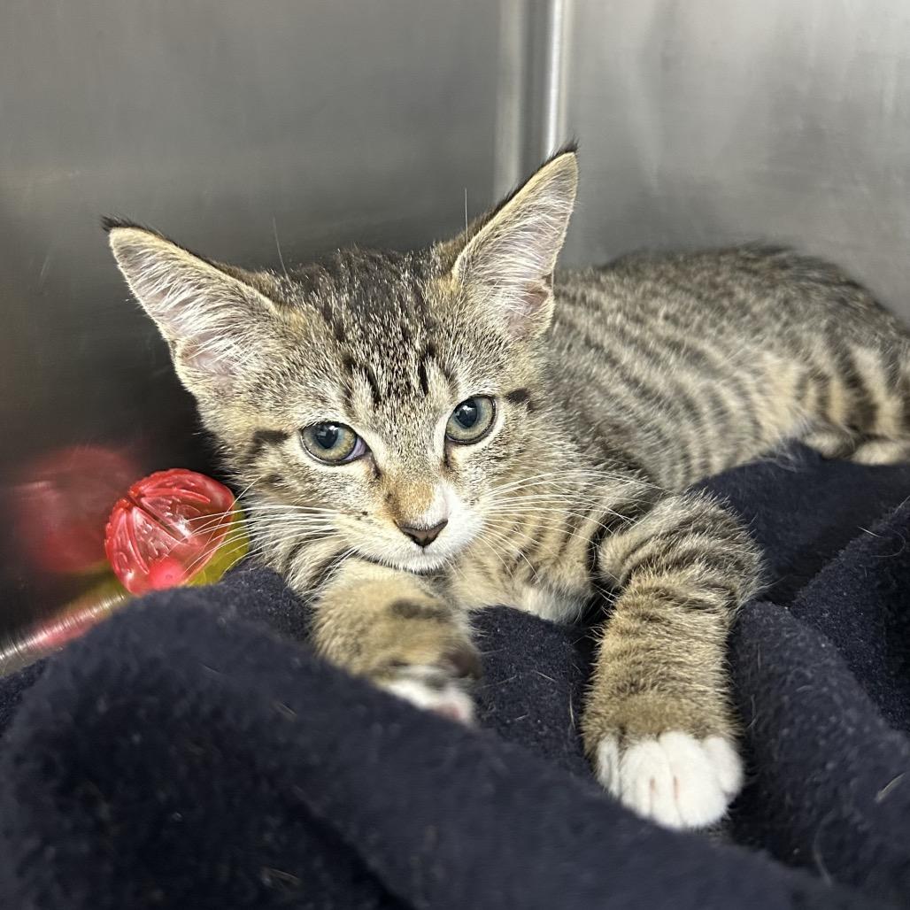 Batman, Adoptable, Kitten Male Domestic Short Hair.