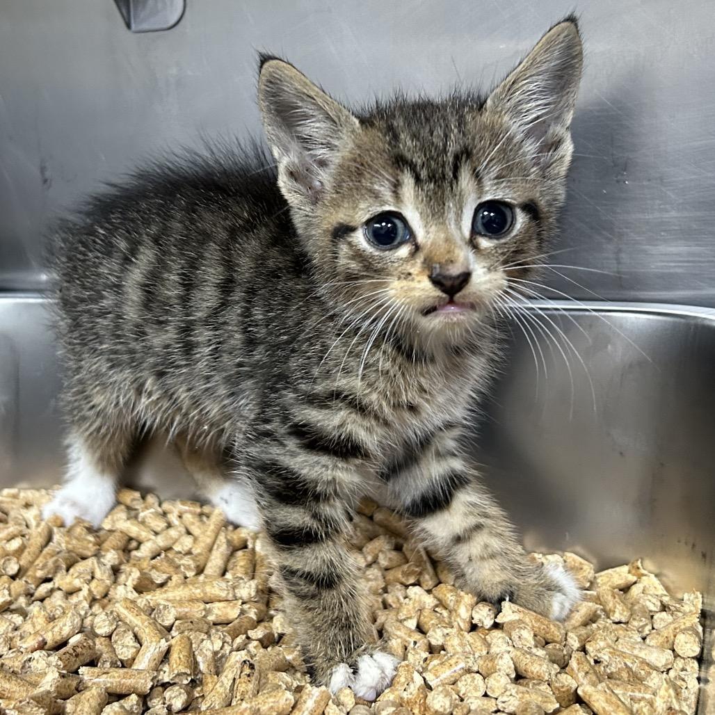 Batman, a Adoptable Domestic Short Hair in Pensacola, FL image 2/3
