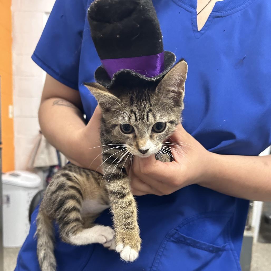 Batman, a Adoptable Domestic Short Hair in Pensacola, FL image 3/3