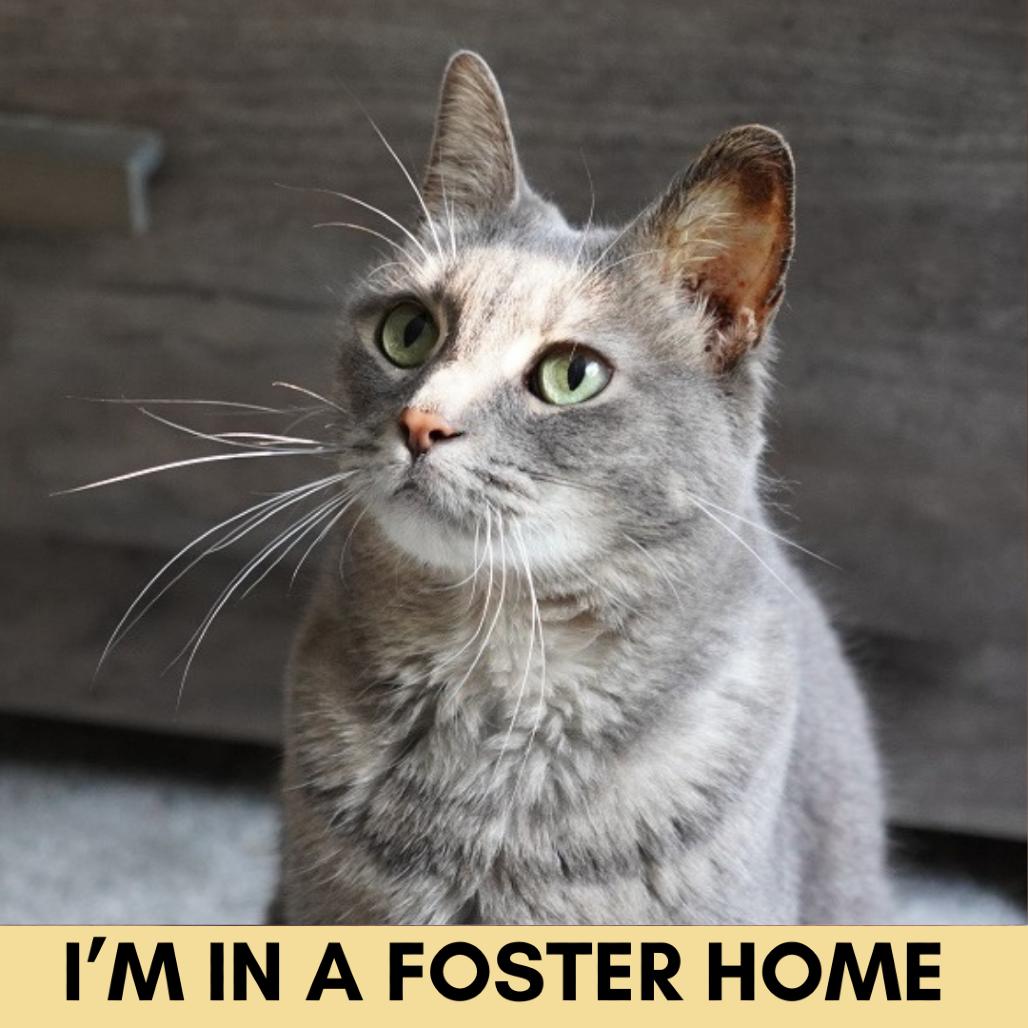 Enlarge Maggie, a Adoptable Domestic Short Hair in Lakewood, CO image 1/6