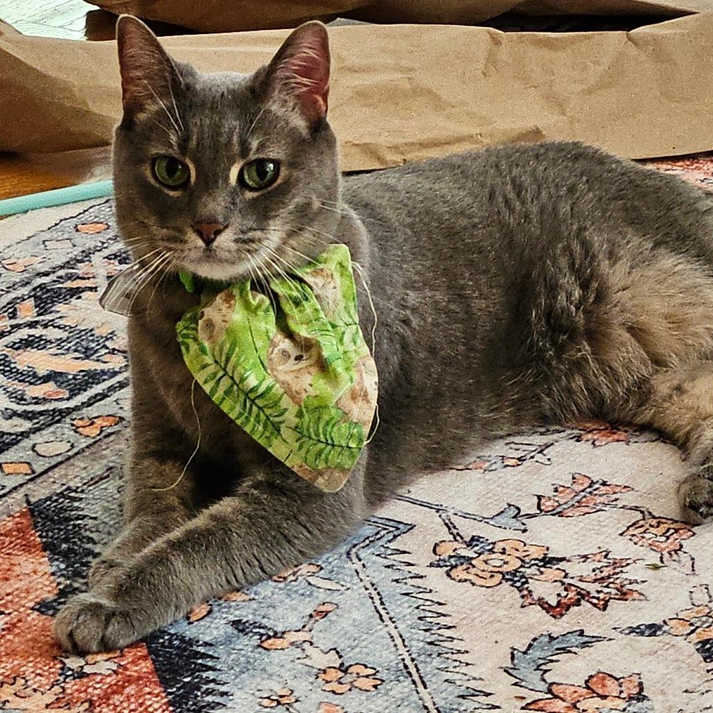 Enlarge Maggie, a Adoptable Domestic Short Hair in Lakewood, CO image 4/6