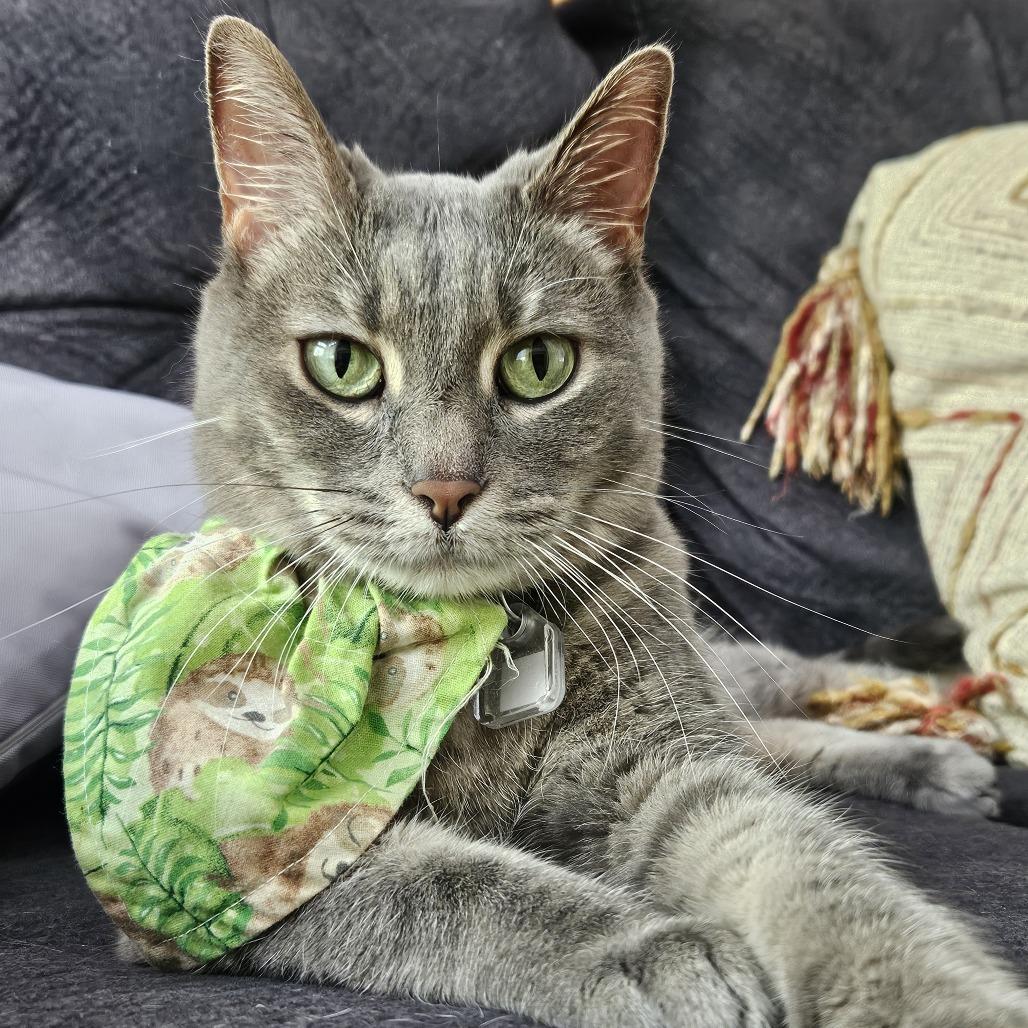 Enlarge Maggie, a Adoptable Domestic Short Hair in Lakewood, CO image 6/6