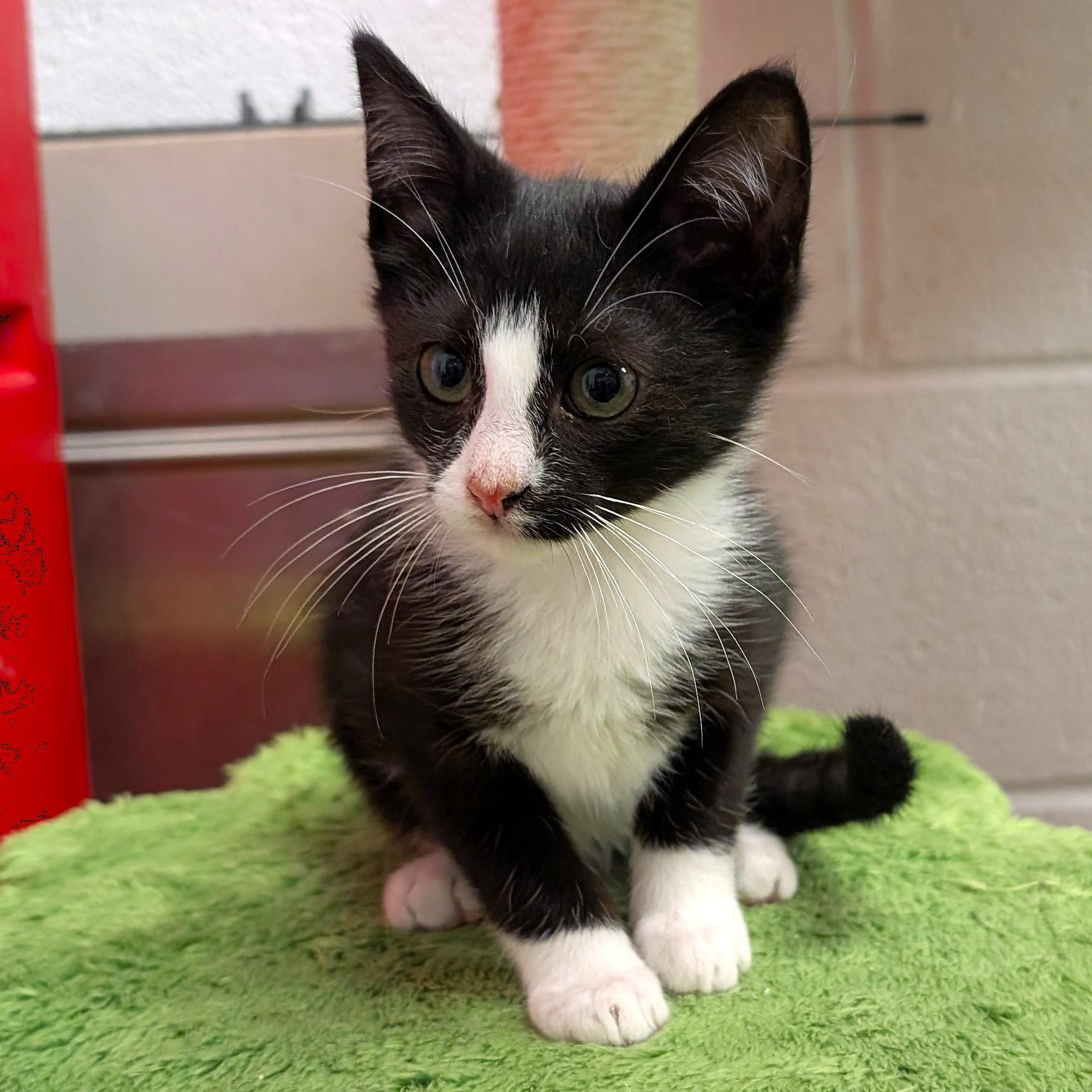 Cameron, a ADOPTABLE Domestic Short Hair in Smithfield, NC image 3/6