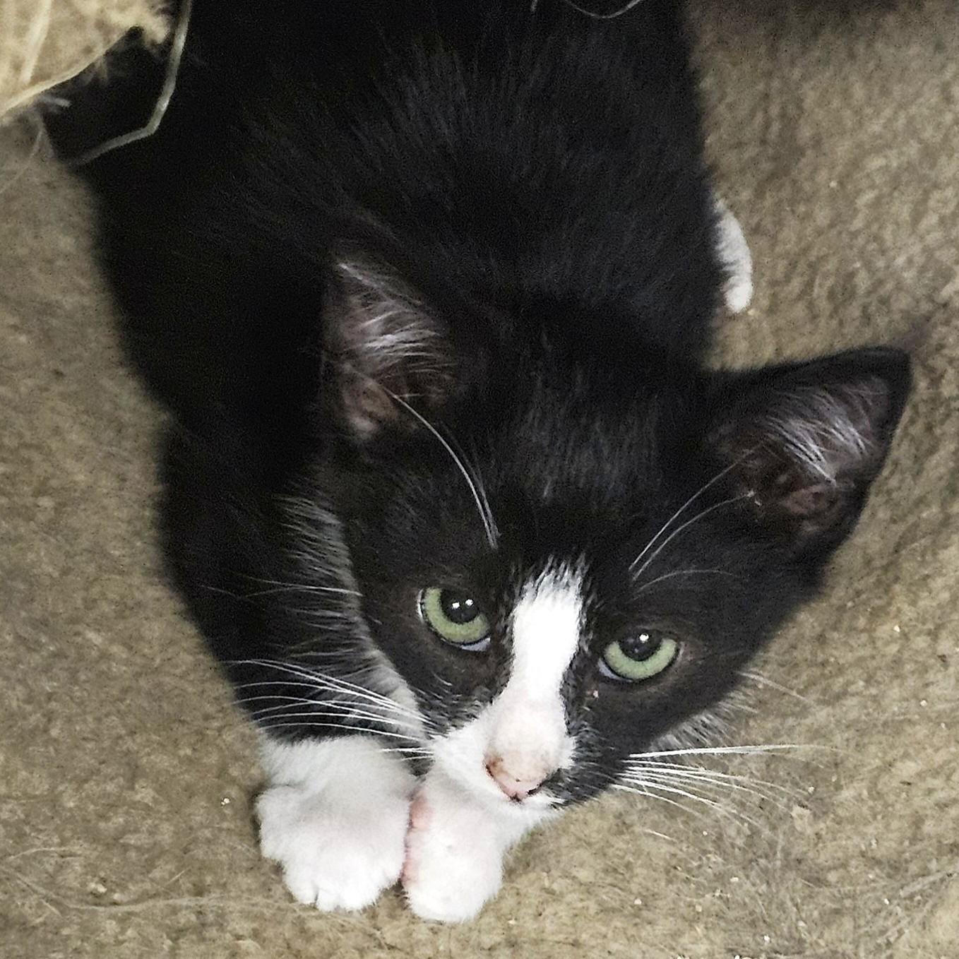 Cameron, a ADOPTABLE Domestic Short Hair in Smithfield, NC image 2/6