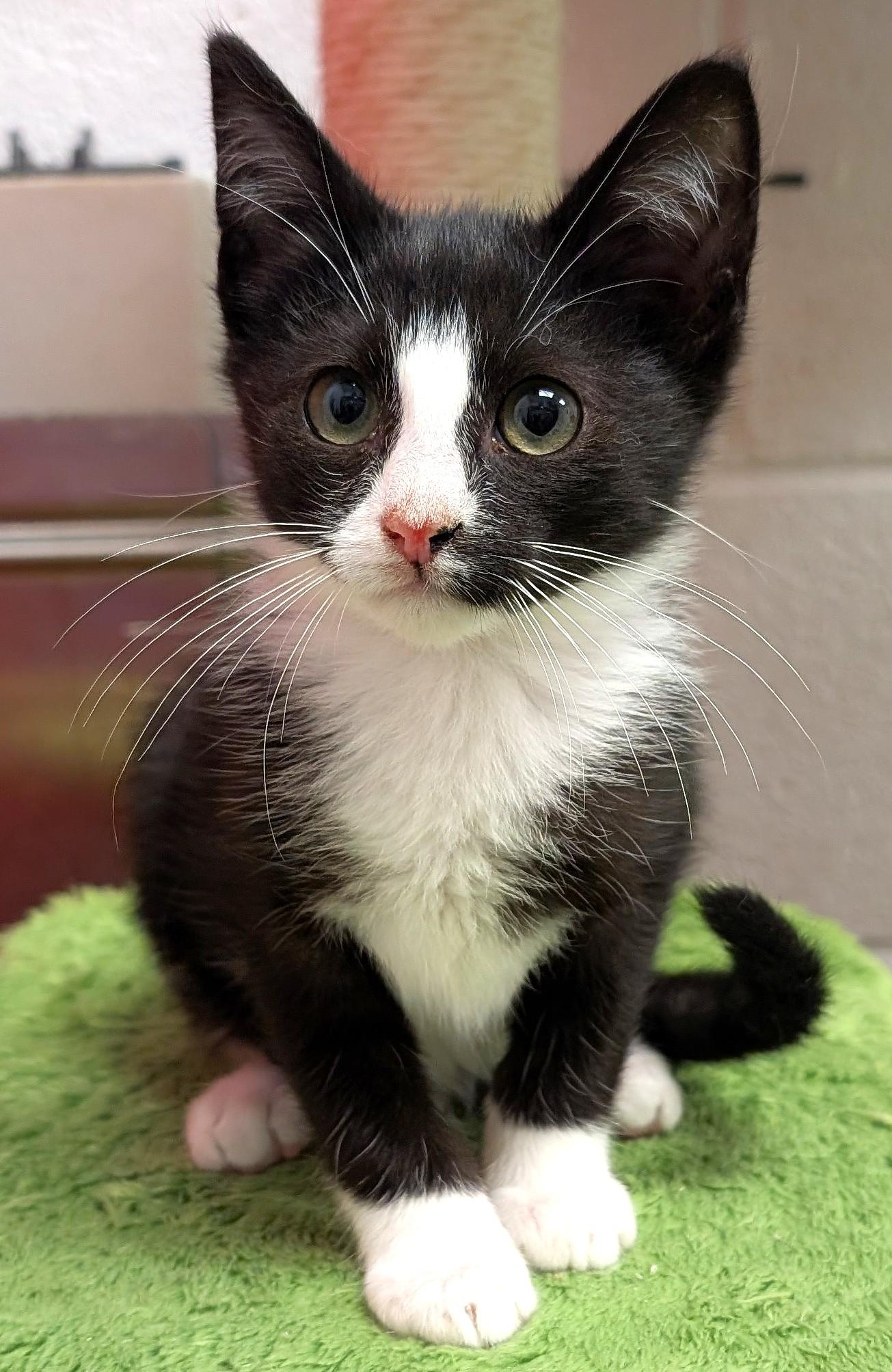 Cameron, a ADOPTABLE Domestic Short Hair in Smithfield, NC image 4/6
