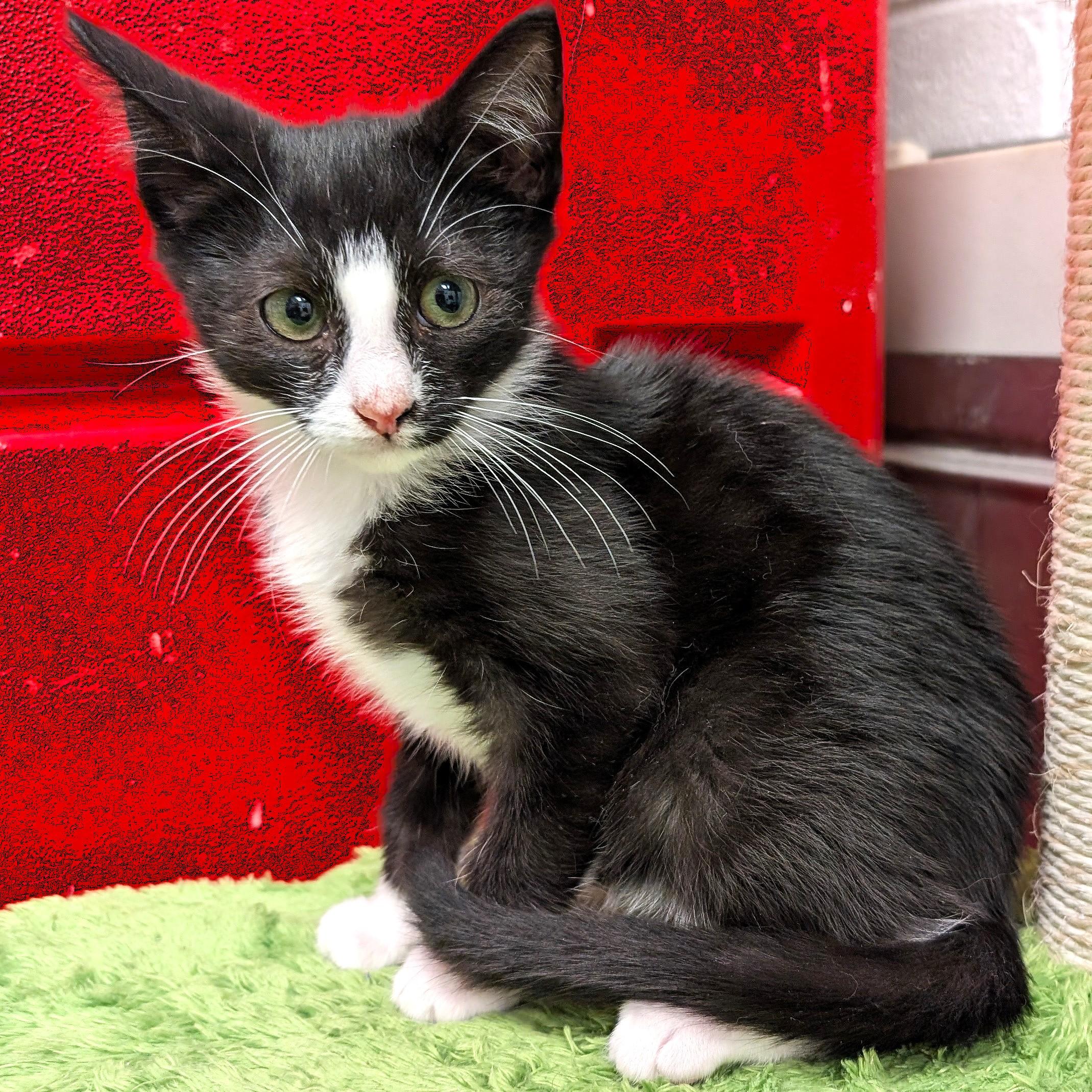 Cameron, a ADOPTABLE Domestic Short Hair in Smithfield, NC image 1/6