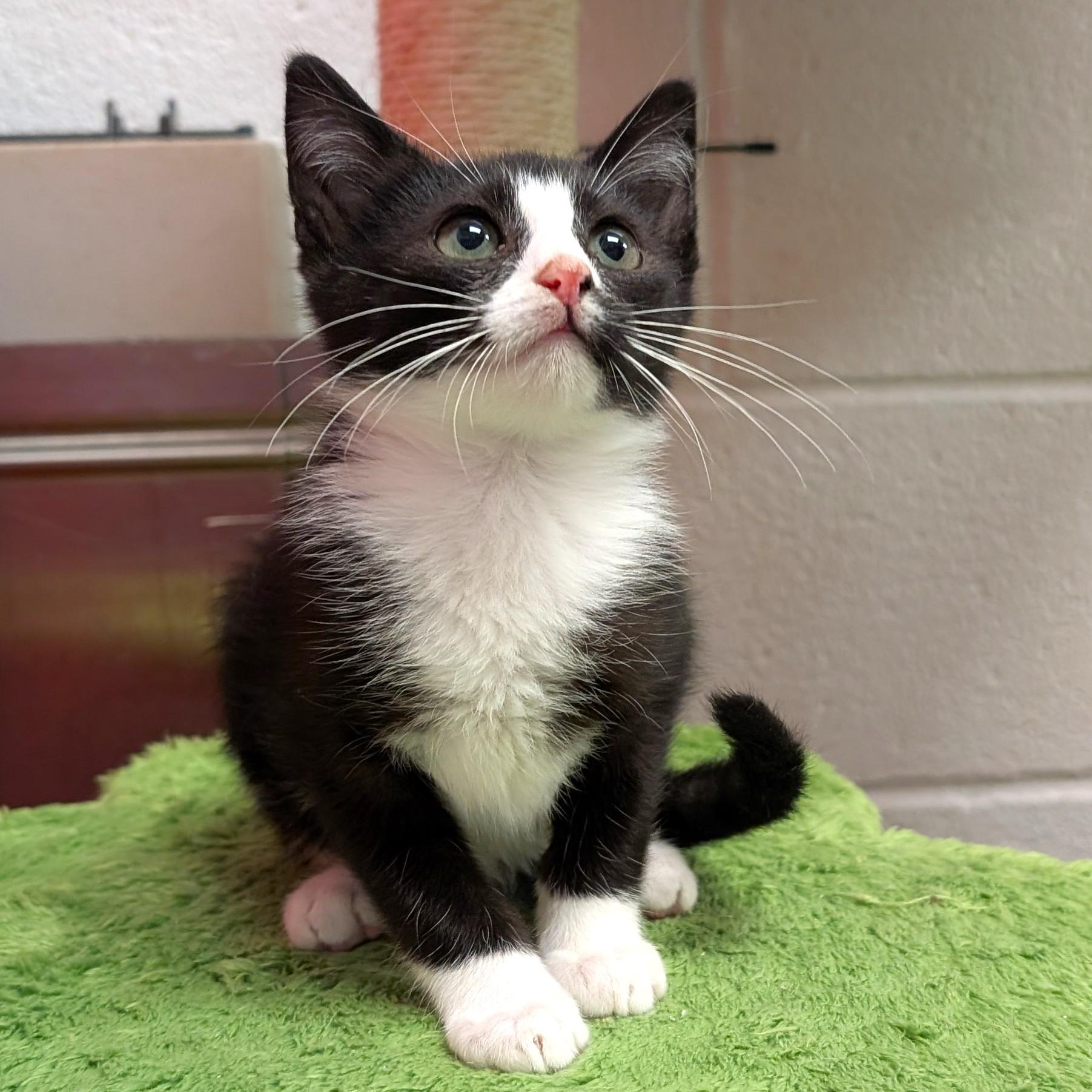 Cameron, a ADOPTABLE Domestic Short Hair in Smithfield, NC image 6/6