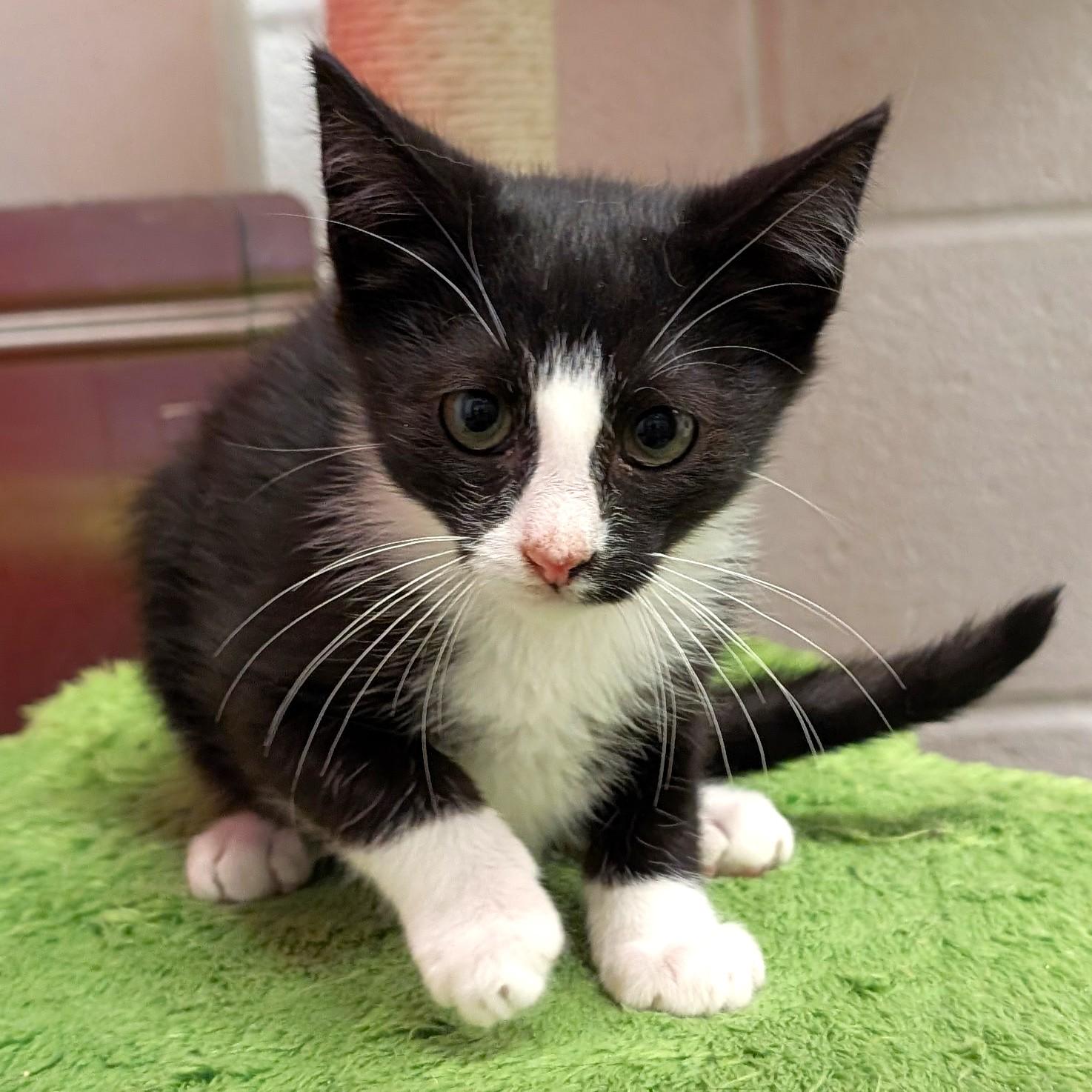 Cameron, a ADOPTABLE Domestic Short Hair in Smithfield, NC image 5/6
