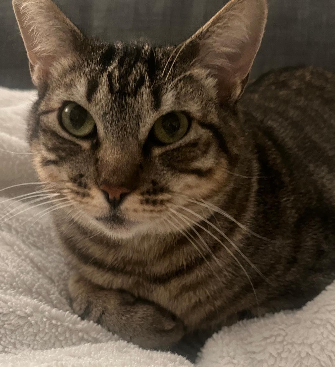 Elina, Adoptable, Young Female Domestic Short Hair.