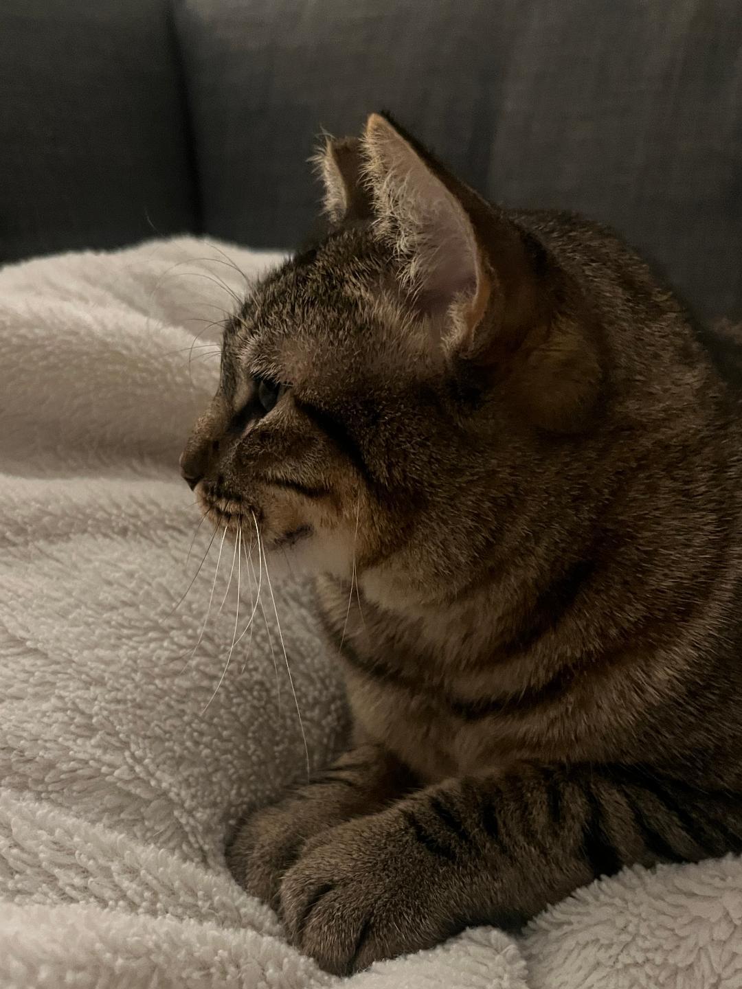 Enlarge Elina, a Adoptable Domestic Short Hair in Oceanside, CA image 2/6