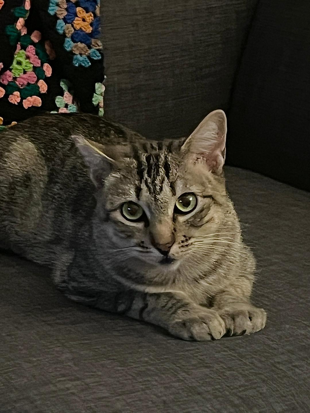 Elina, a Adoptable Domestic Short Hair in Oceanside, CA image 2/4