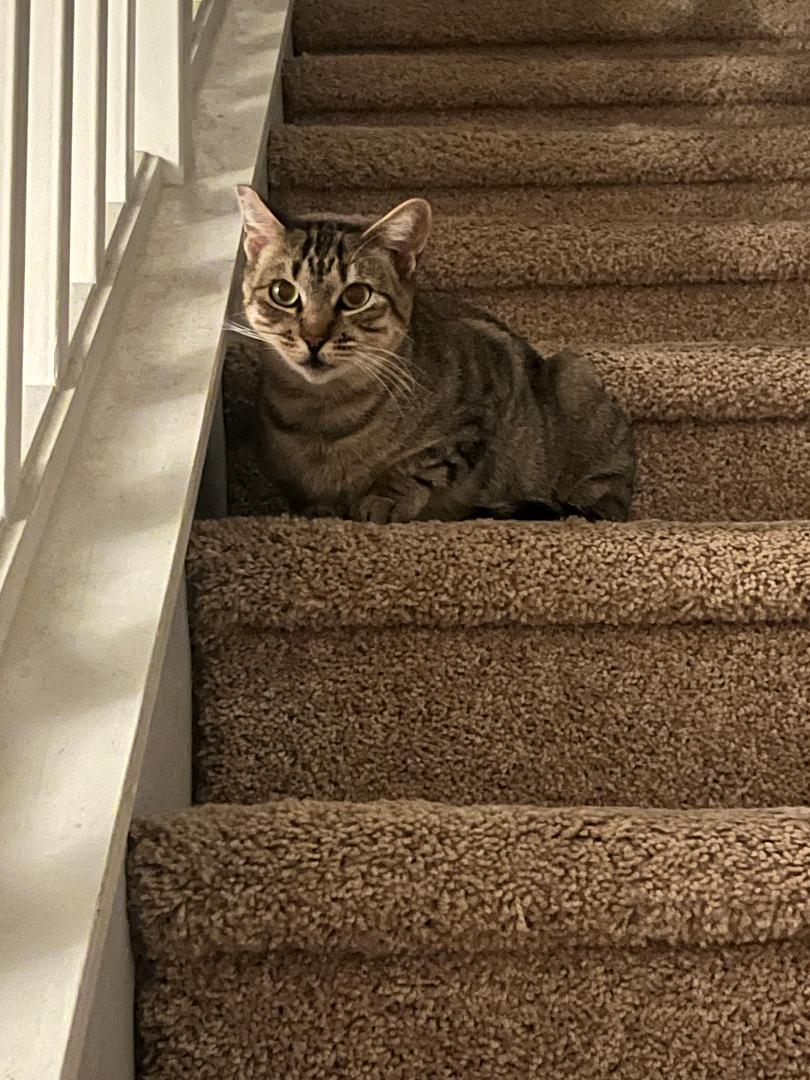 Elina, a Adoptable Domestic Short Hair in Oceanside, CA image 3/4