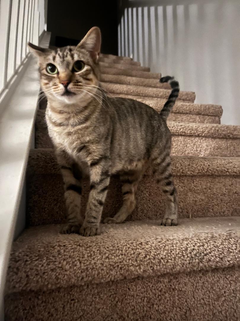 Elina, a Adoptable Domestic Short Hair in Oceanside, CA image 4/4