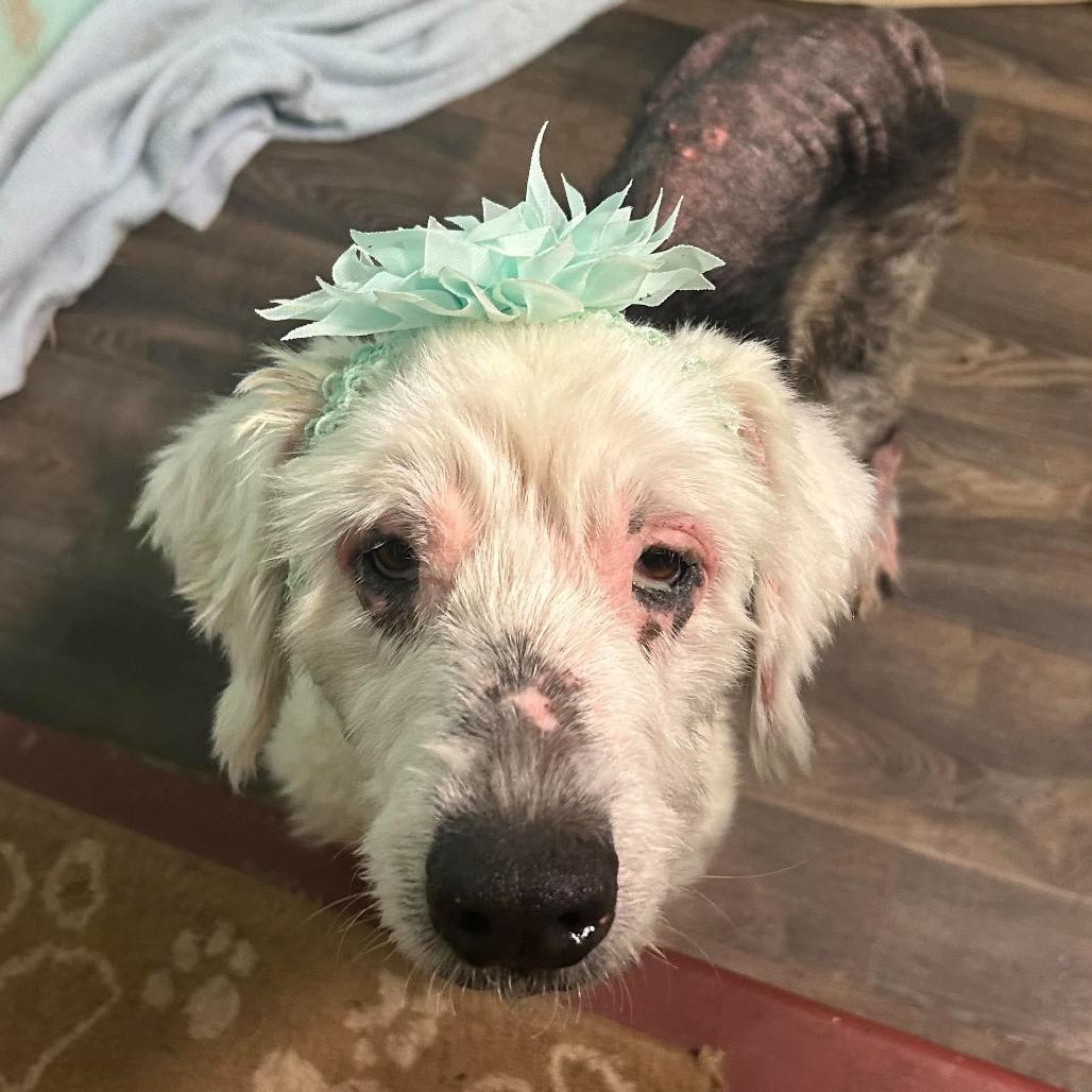 Lilly, Adoptable, Senior Female Old English Sheepdog.