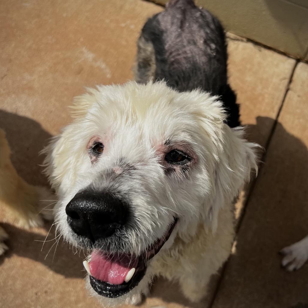 Enlarge Lilly, a Adoptable Old English Sheepdog in Harrisville, WV image 3/5