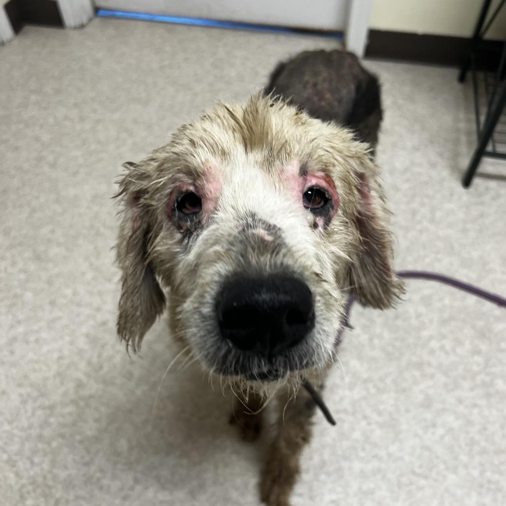 Enlarge Lilly, a Adoptable Old English Sheepdog in Harrisville, WV image 4/5