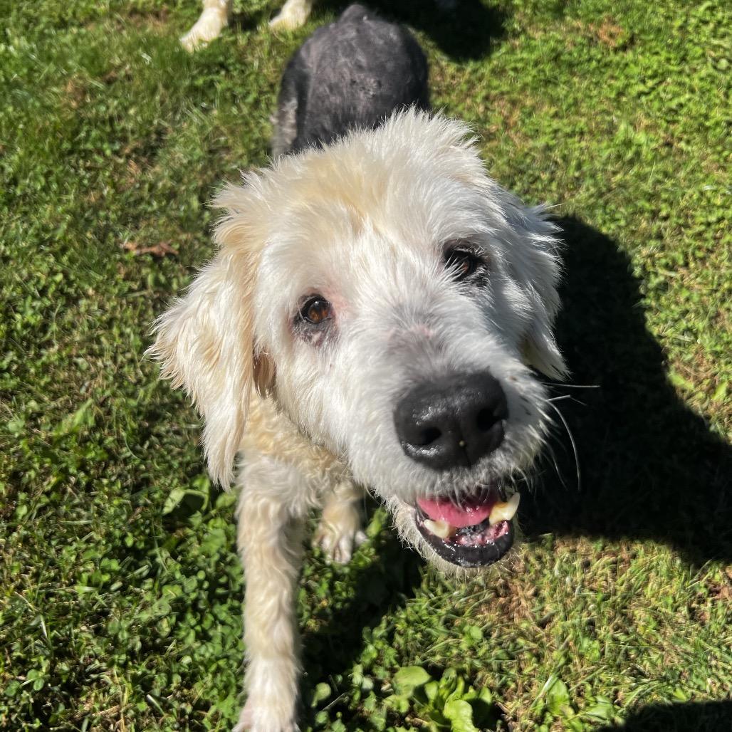 Enlarge Lilly, a Adoptable Old English Sheepdog in Harrisville, WV image 5/5