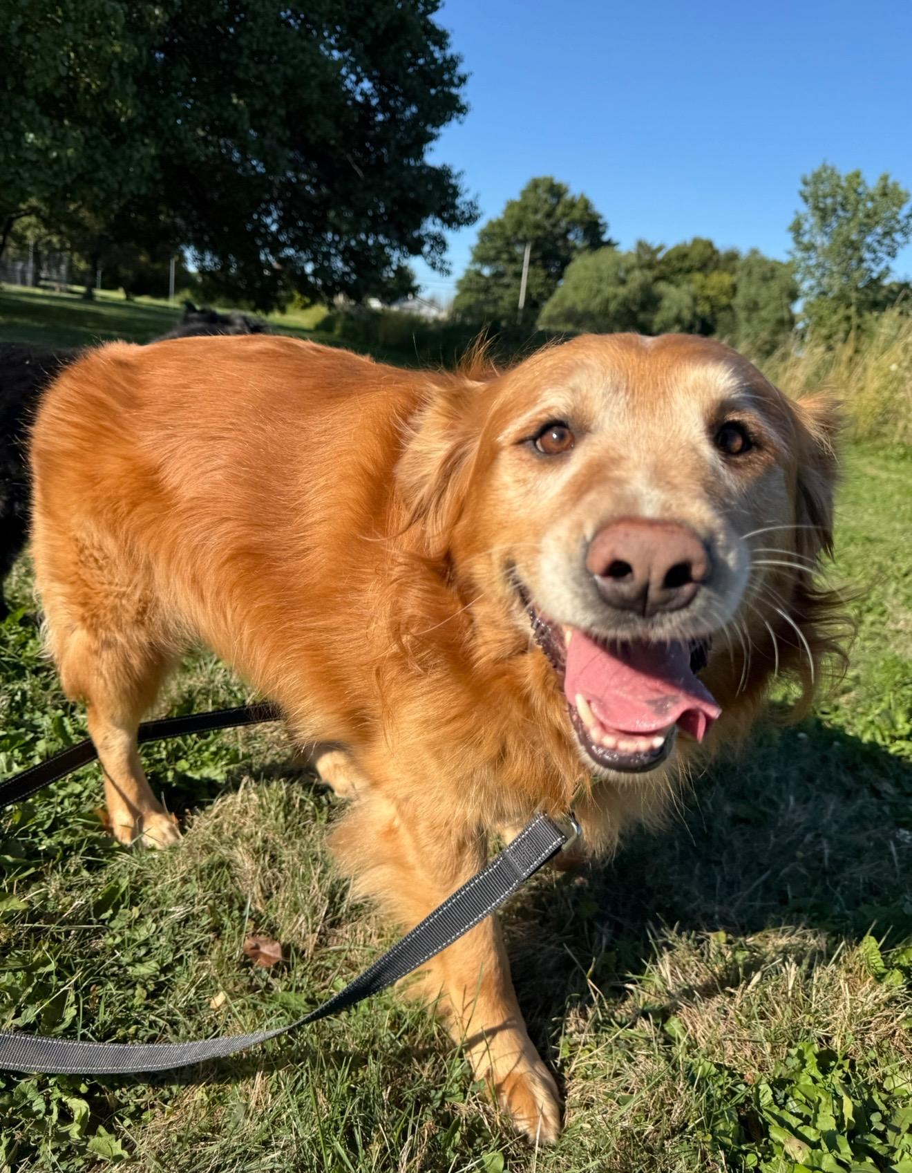 Enlarge Shane & Shelby, bonded pair, a Adopted mixed breed in Hilton, NY image 4/5
