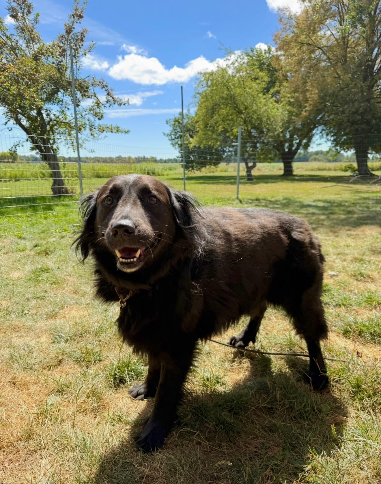 Enlarge Shane & Shelby, bonded pair, a Adopted mixed breed in Hilton, NY image 3/5