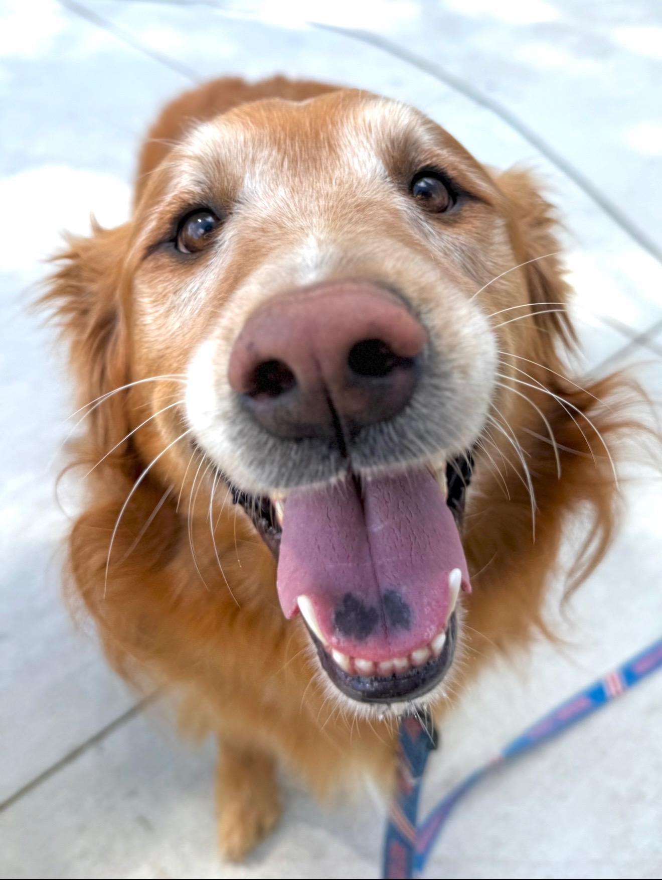 Enlarge Shane & Shelby, bonded pair, a Adopted mixed breed in Hilton, NY image 2/5