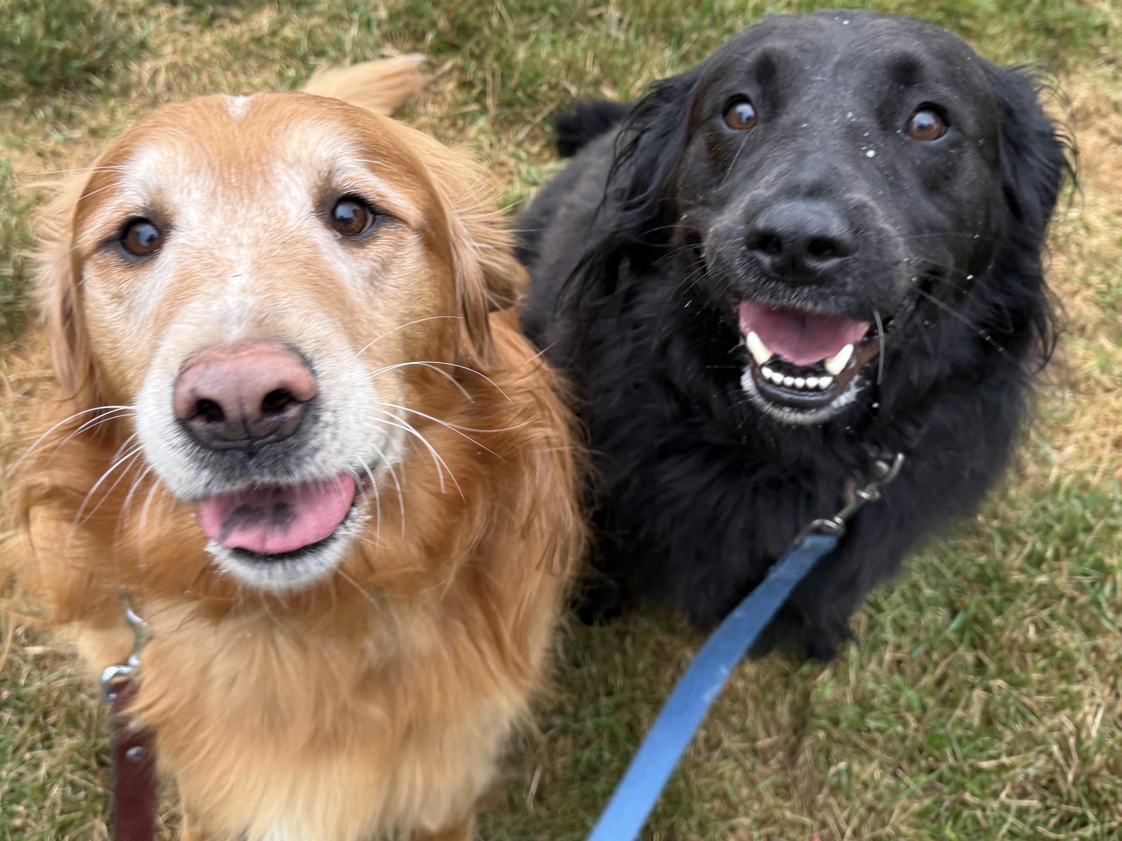 Shane & Shelby, bonded pair, Adopted, Adult Male Golden Retriever & Labrador Retriever.