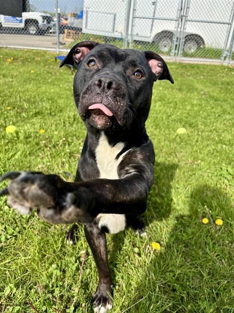 Enlarge MELA, a Adoptable Staffordshire Bull Terrier in Kalamazoo, MI image 1/1