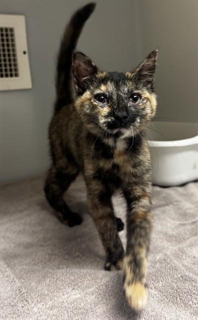 Enlarge MILLIE, a Adoptable Domestic Short Hair in Statesville, NC image 1/1