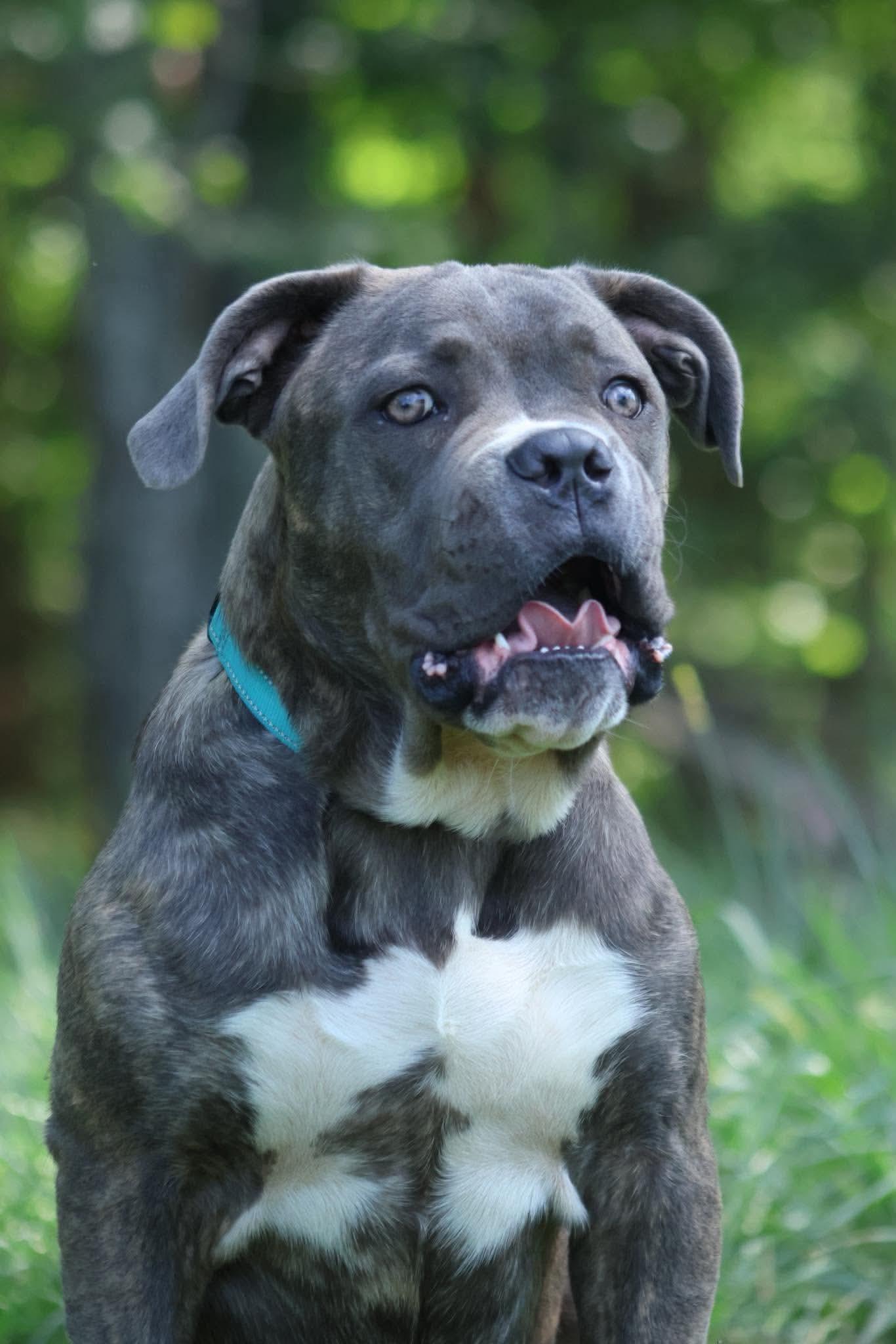 Balder: Not at shelter (Alan), Adopted, Young Male Cane Corso.