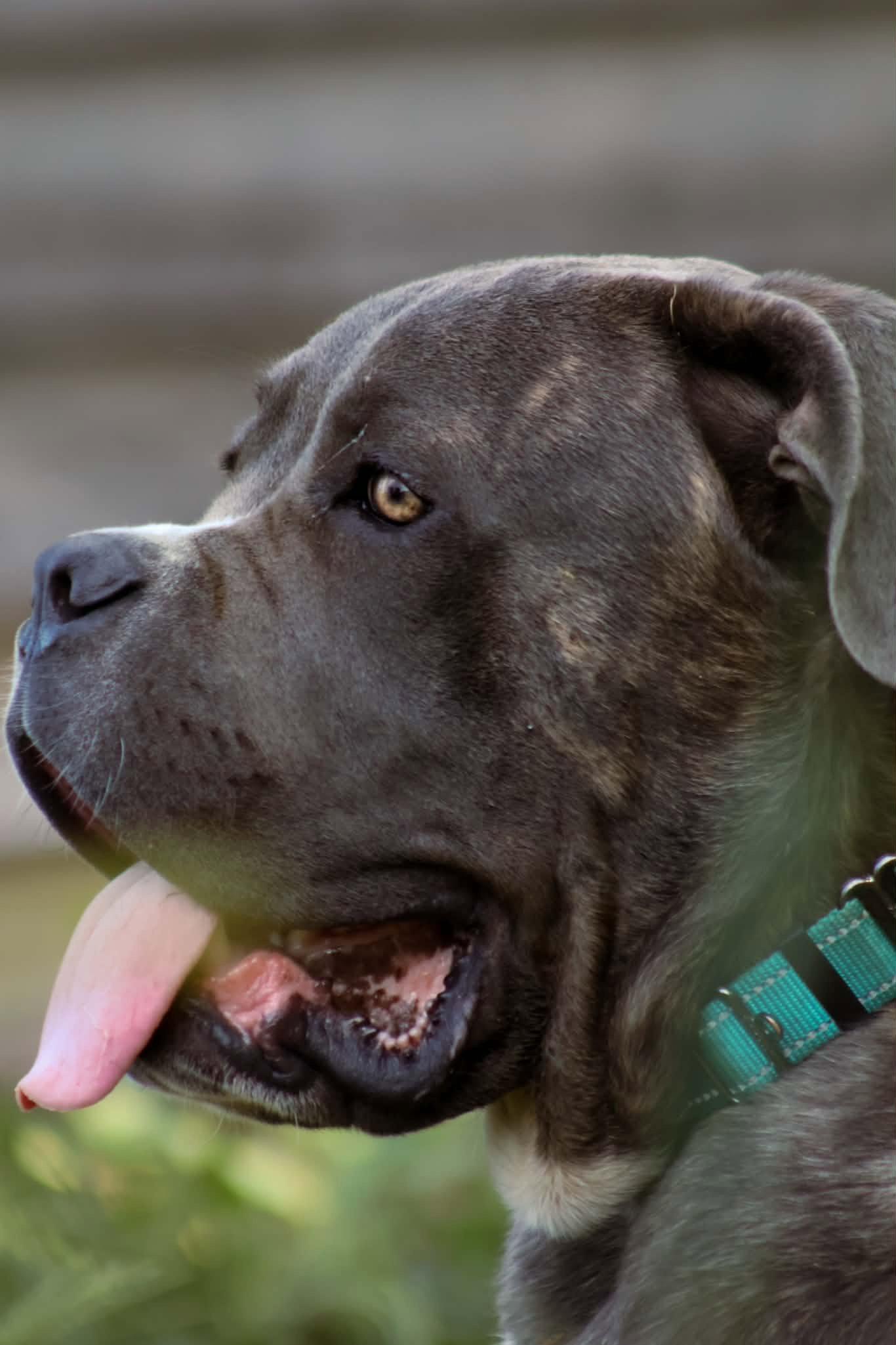Enlarge Balder: Not at shelter (Alan), a Adopted Cane Corso in Rustburg, VA image 2/3