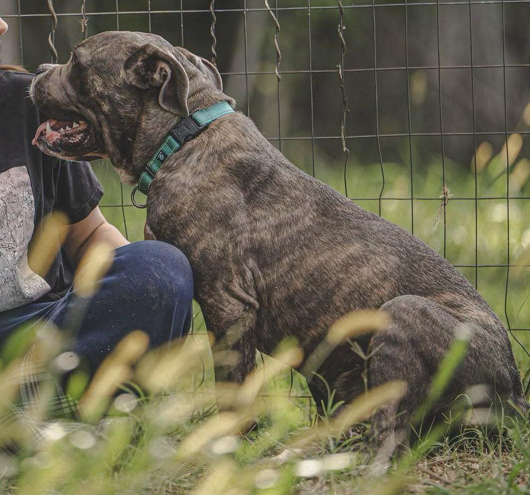 Enlarge Balder: Not at shelter (Alan), a Adopted Cane Corso in Rustburg, VA image 3/3
