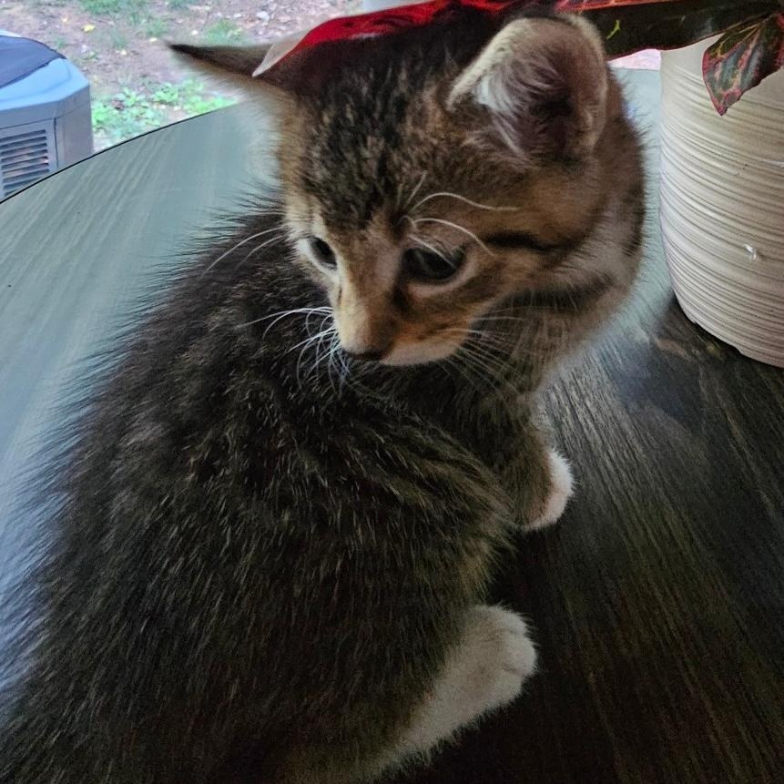 Truffle, a ADOPTABLE Domestic Short Hair in Gastonia, NC image 3/3