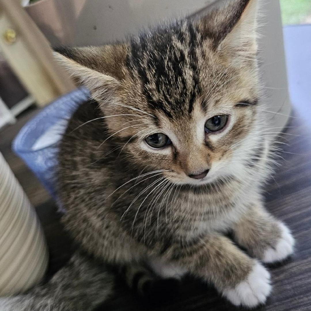 Truffle, ADOPTABLE, Kitten Female Domestic Short Hair.
