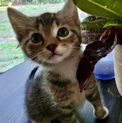 Truffle, a ADOPTABLE Domestic Short Hair in Gastonia, NC image 2/3