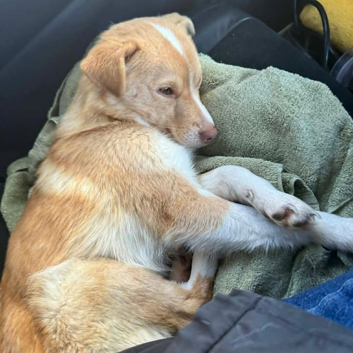 Foxy (20260128-06) — thumbnail 2