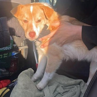 Foxy (20260128-06) — thumbnail 3