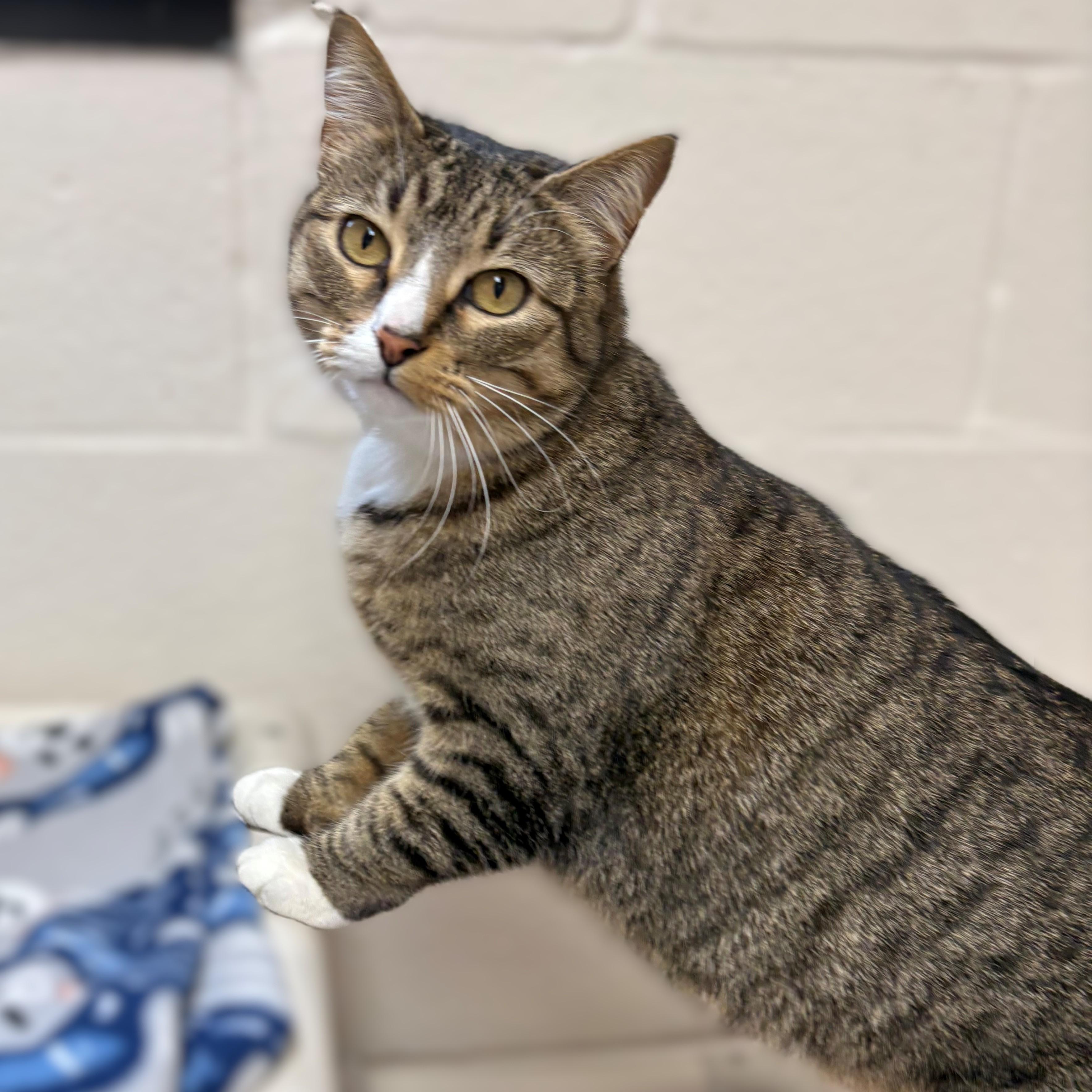 Enlarge Sprite- #50731, a ADOPTABLE Domestic Short Hair in Columbia, MD image 1/4