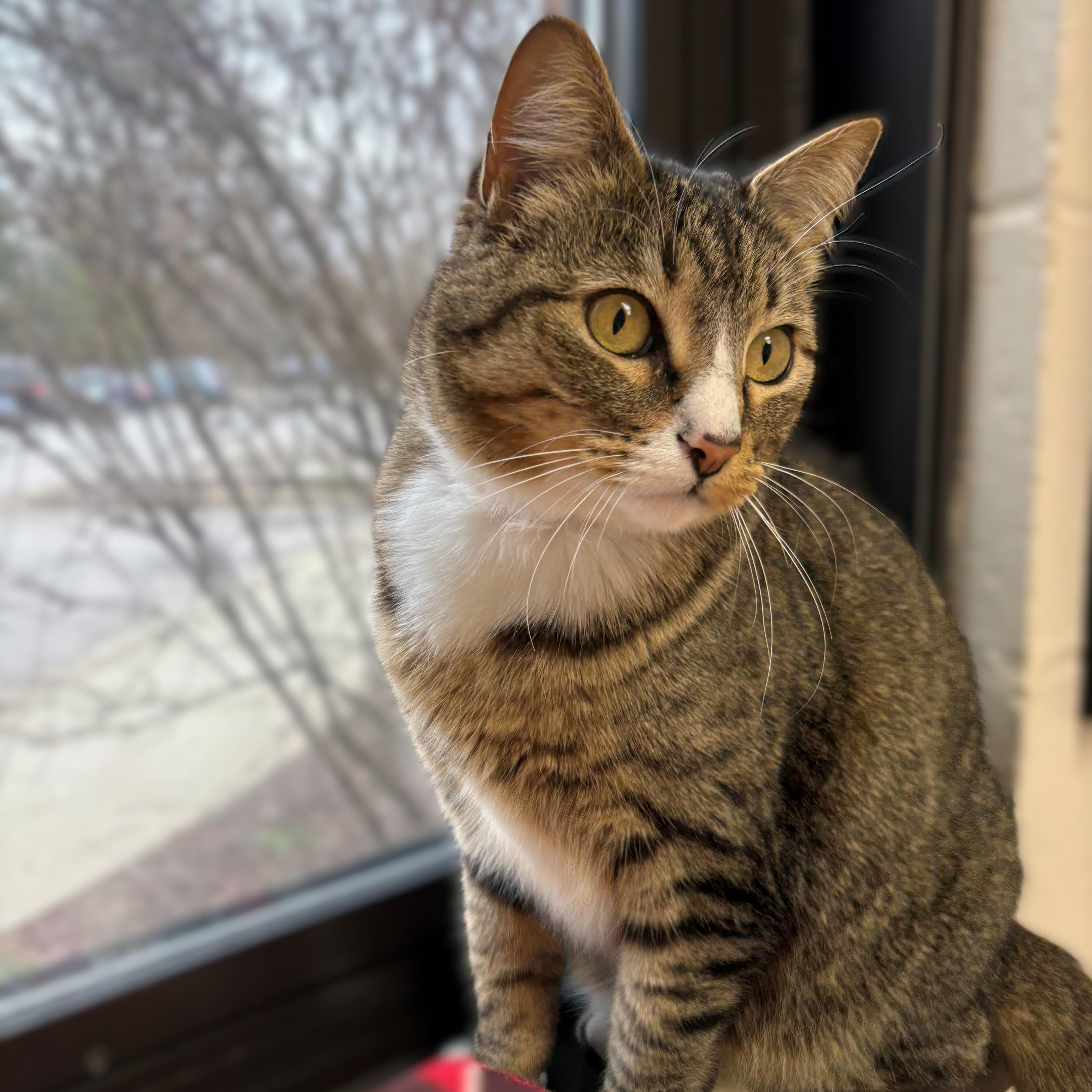 Enlarge Sprite- #50731, a ADOPTABLE Domestic Short Hair in Columbia, MD image 2/4