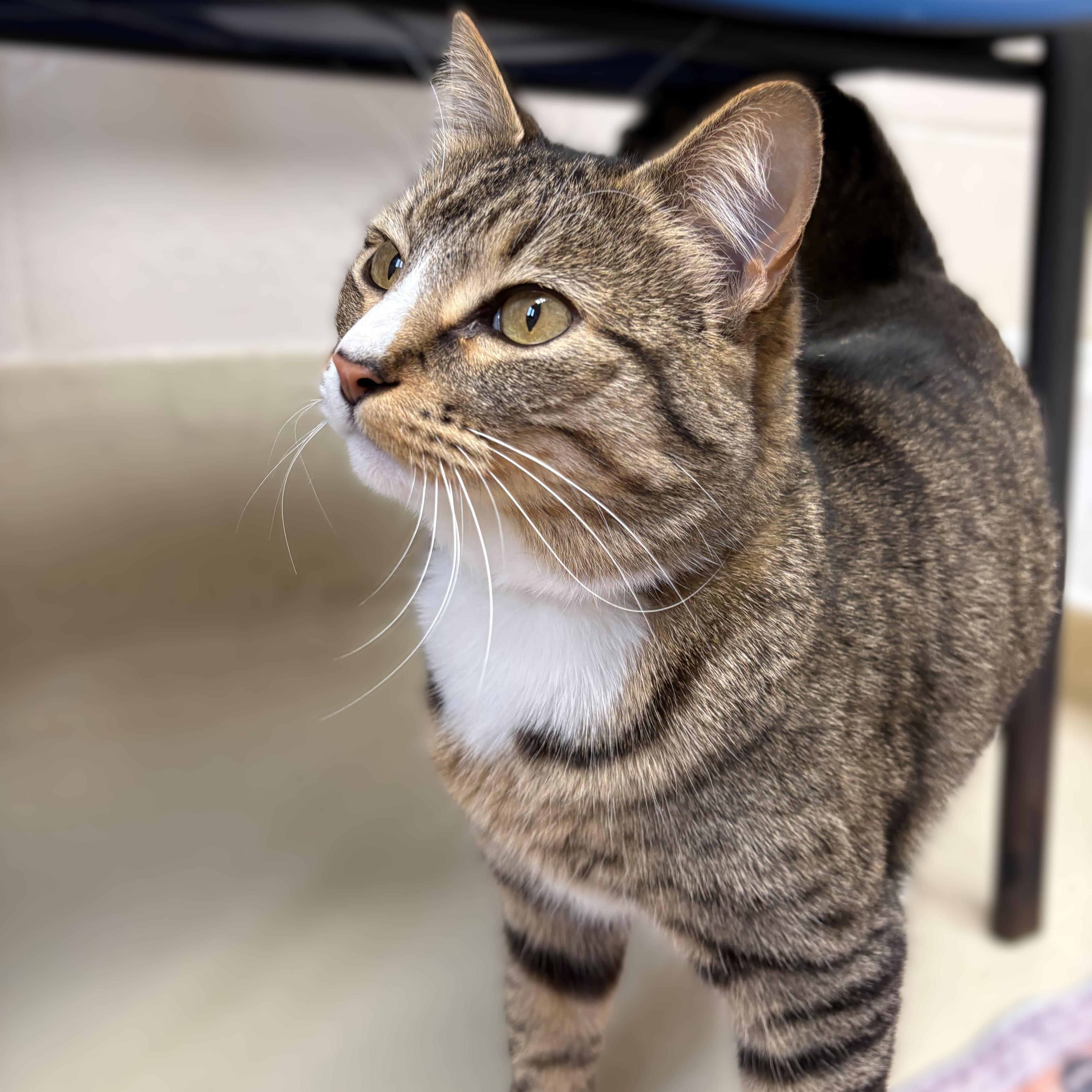 Enlarge Sprite- #50731, a ADOPTABLE Domestic Short Hair in Columbia, MD image 3/4
