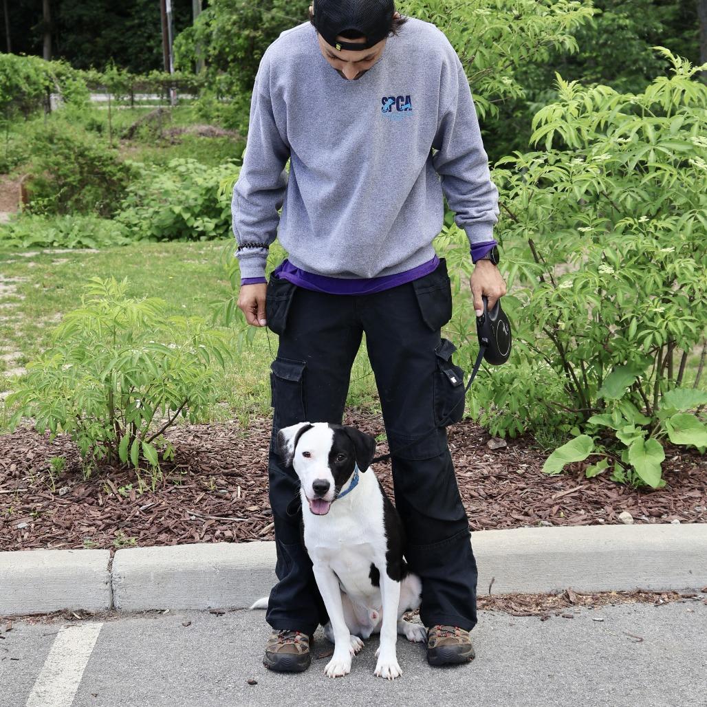 Dobson, a Adoptable mixed breed in Briarcliff Manor, NY image 1/4