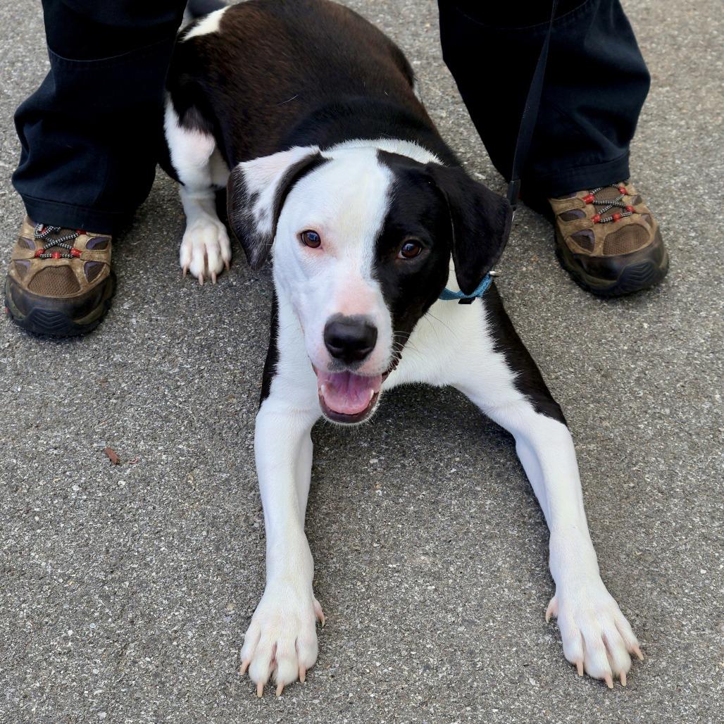Dobson, a Adoptable mixed breed in Briarcliff Manor, NY image 2/4
