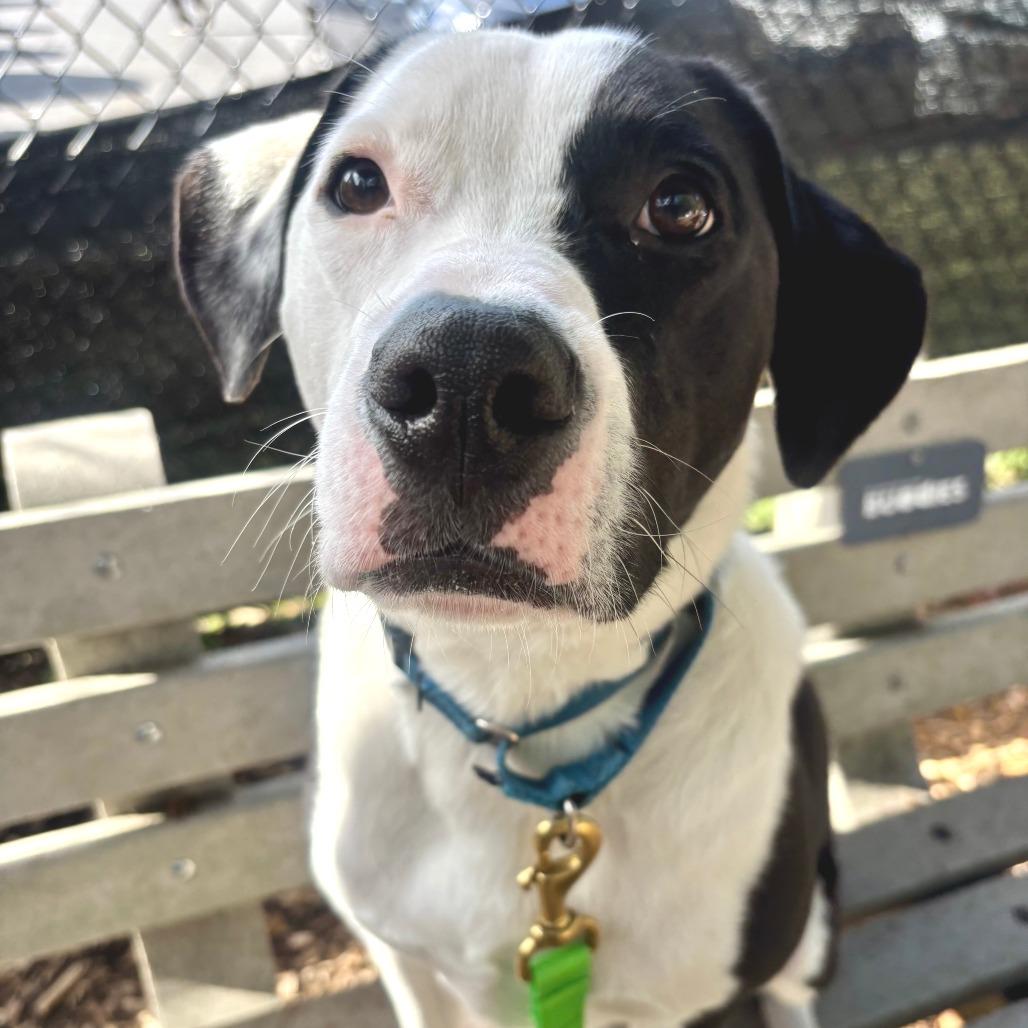 Enlarge Dobson, a Adoptable mixed breed in Briarcliff Manor, NY image 2/6